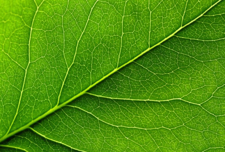 2-cnnct leaf