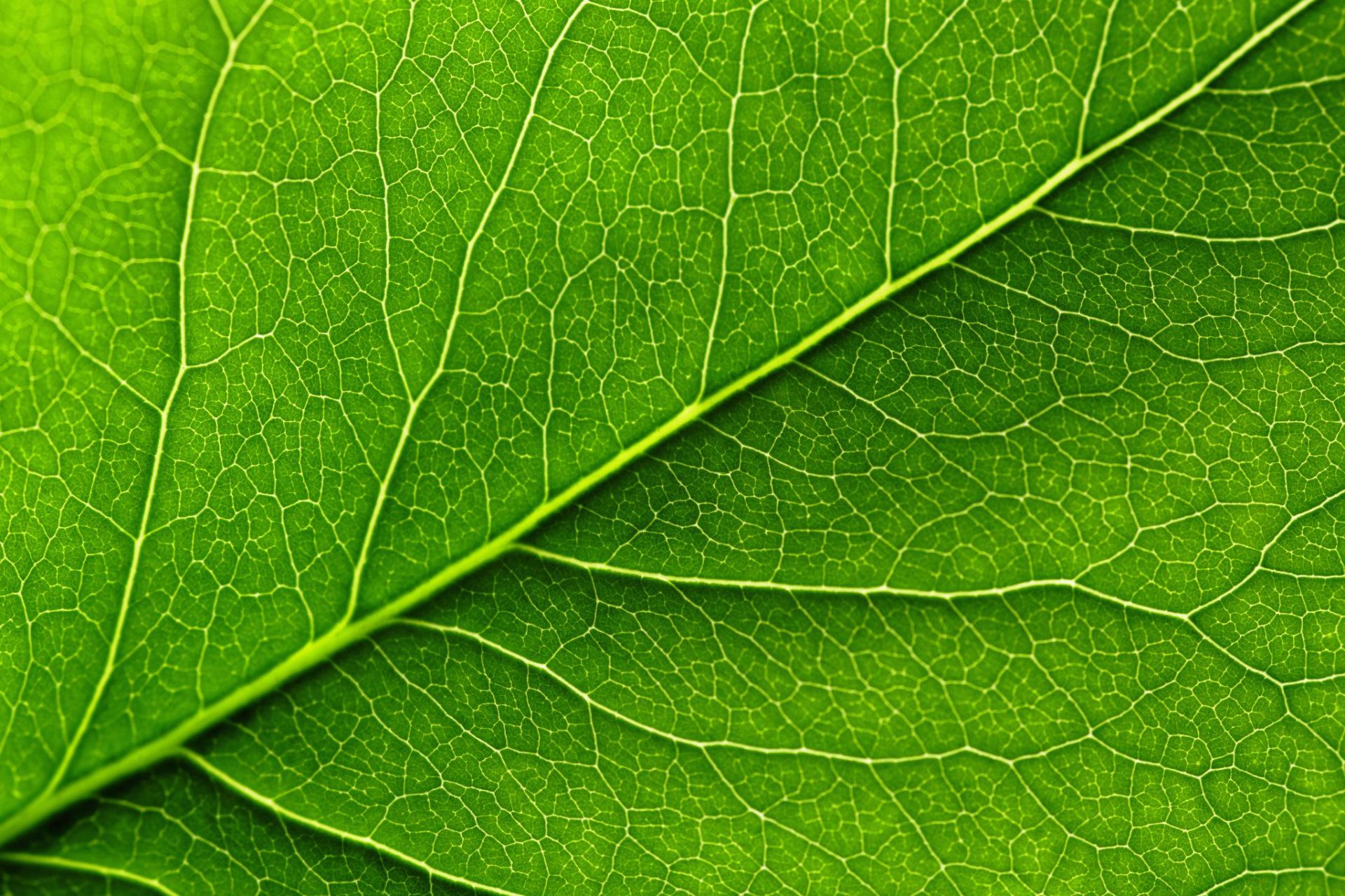 2-cnnct leaf